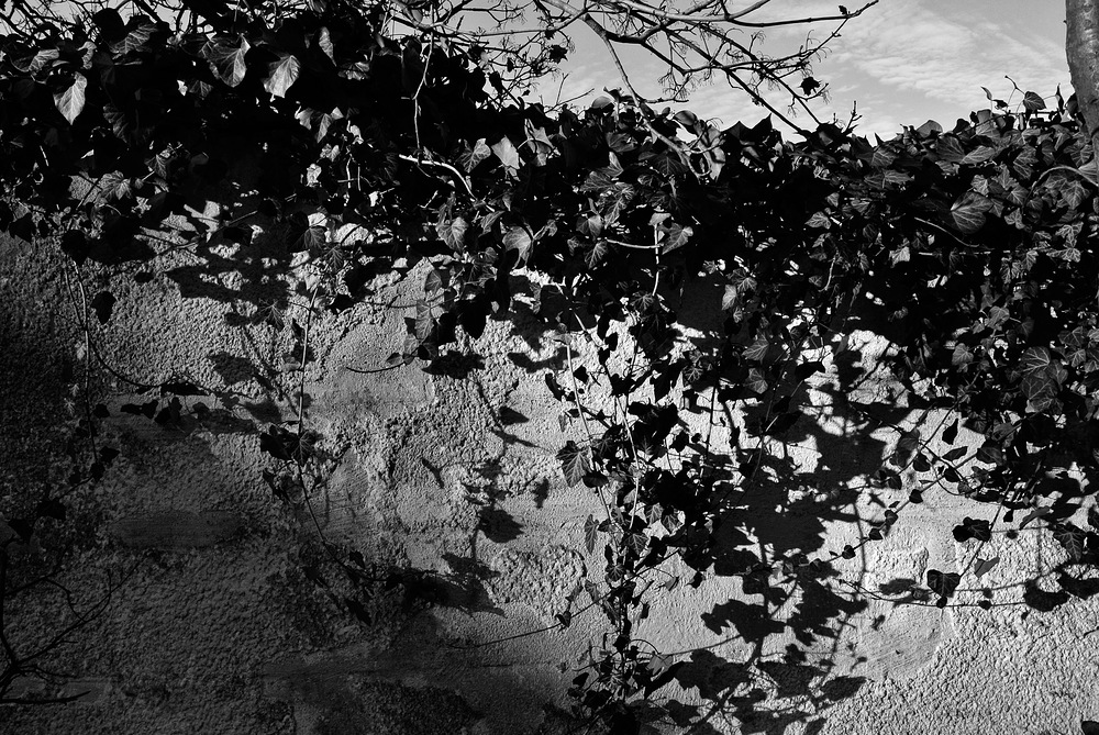 hecke v1