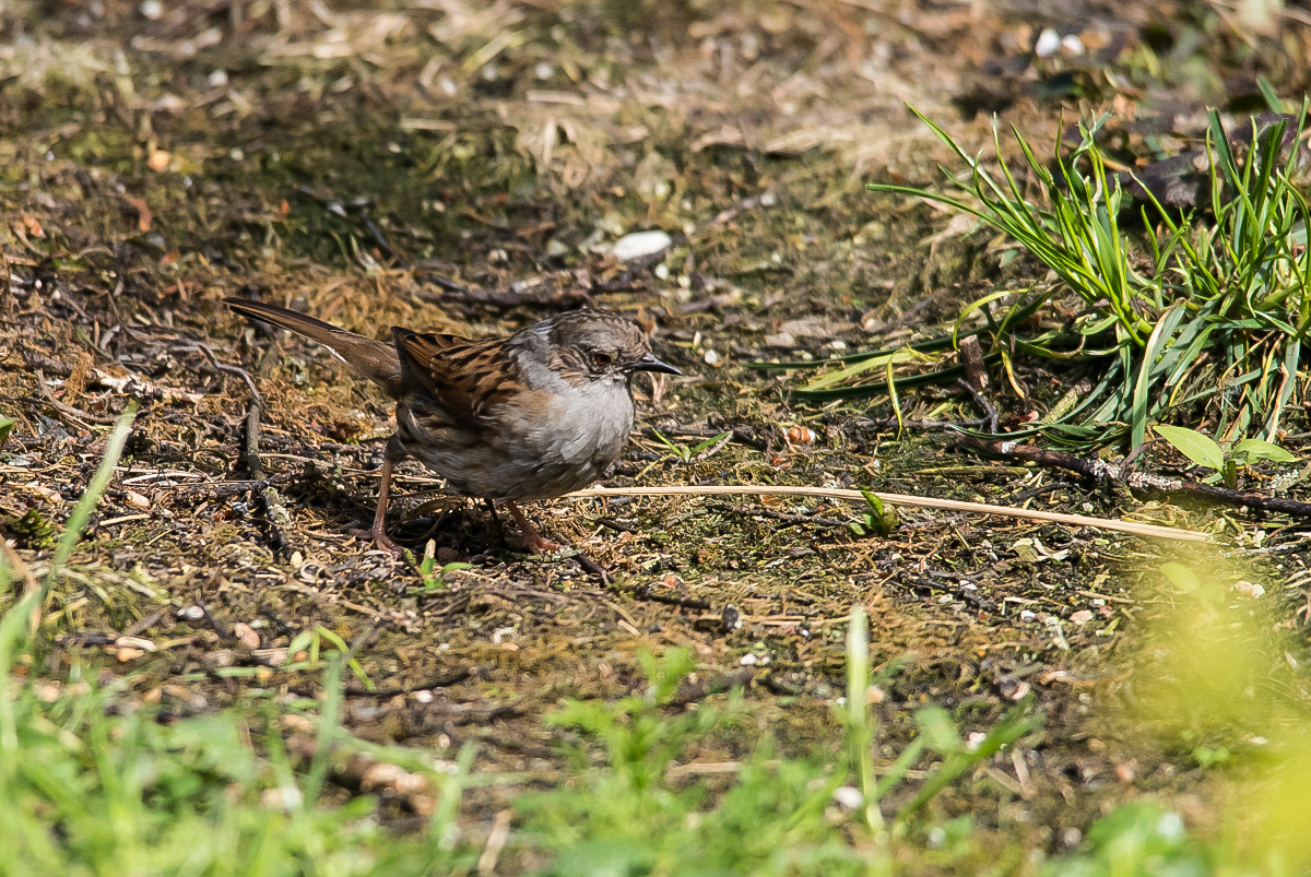 Heckenbraunelle (1 von 1).JPG