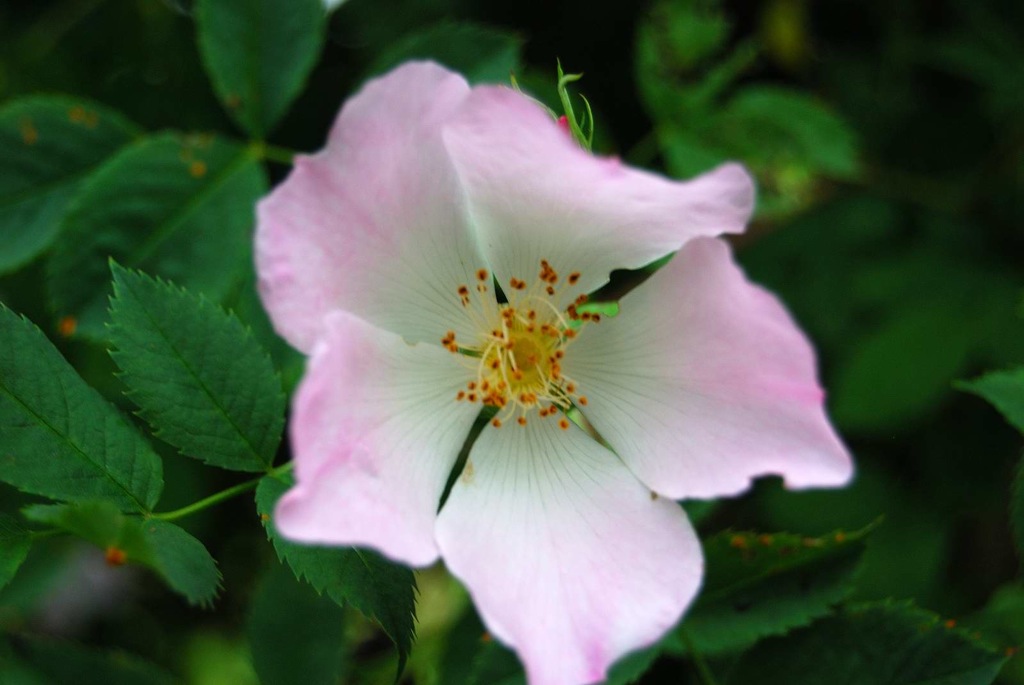 Heckenrose, 2010