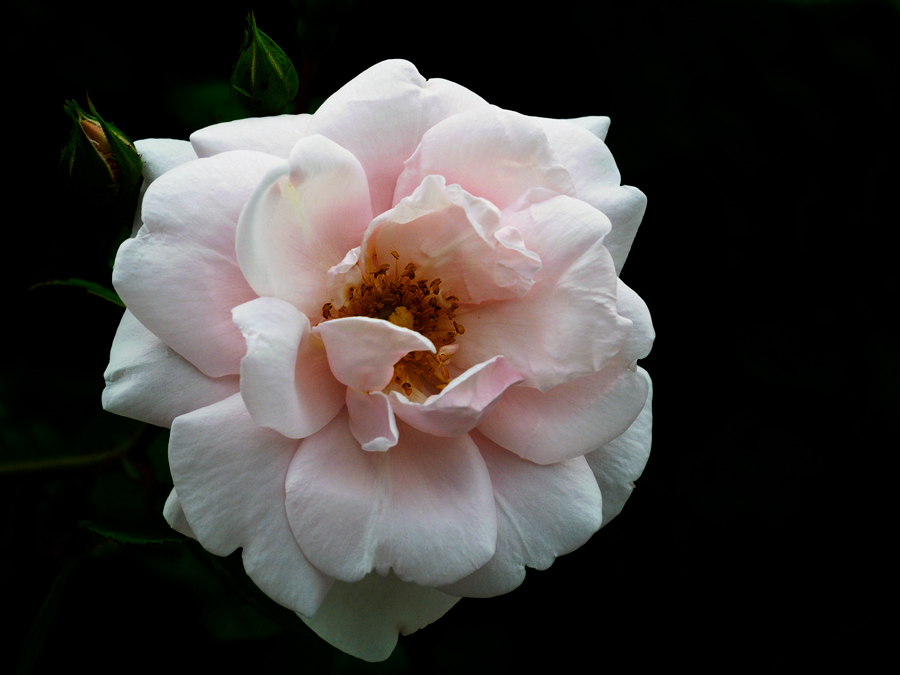 Heckenrose
