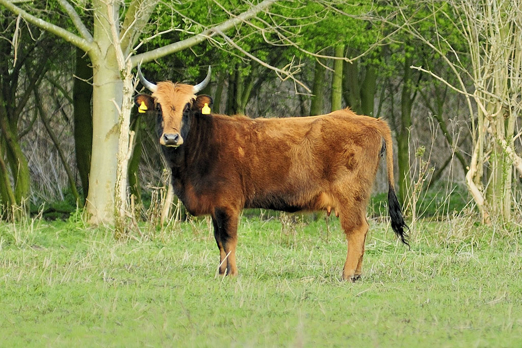 Heckrind-Kuh MHX2673Ax