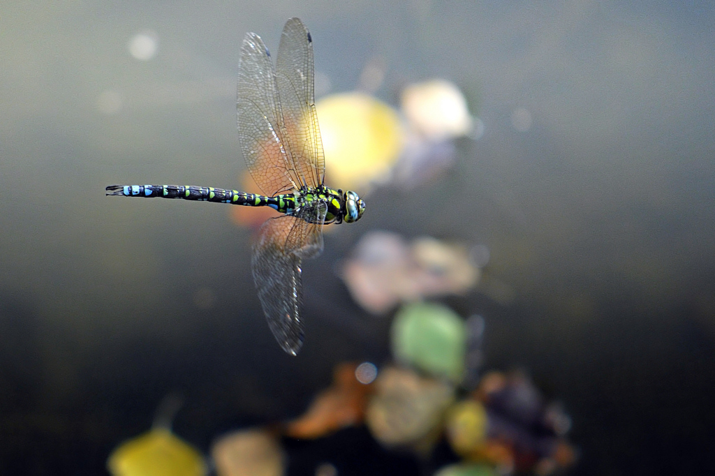 HED6776 AESHNA cyanea