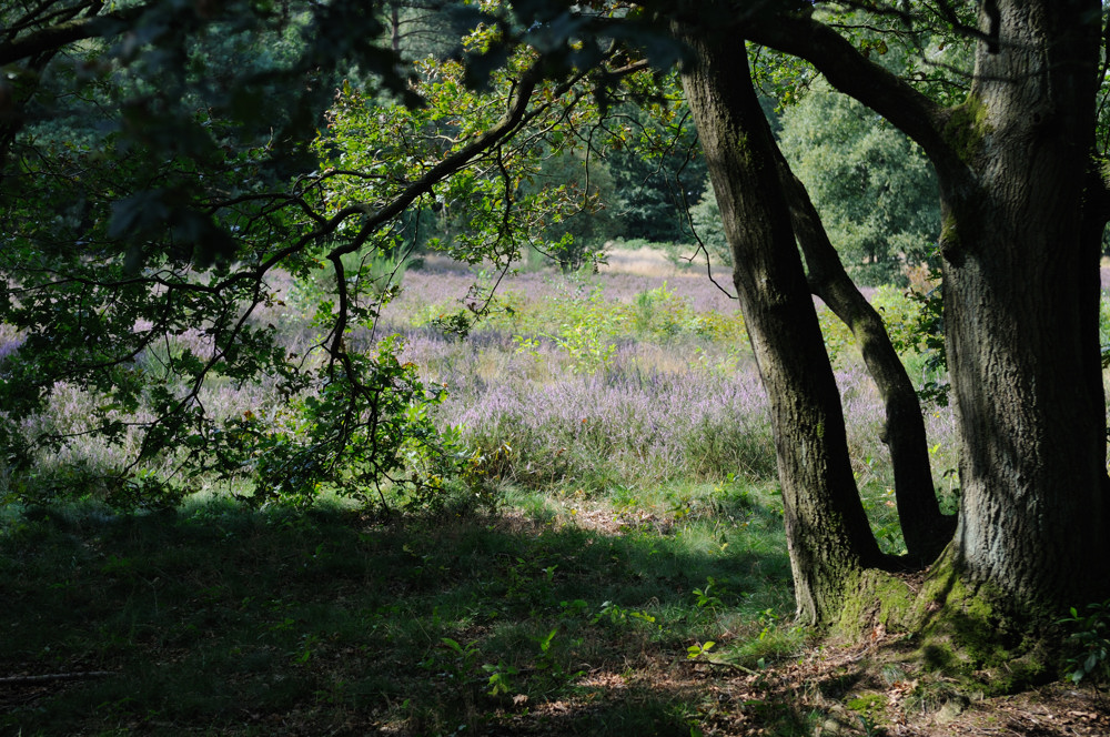 heide JKK 3439