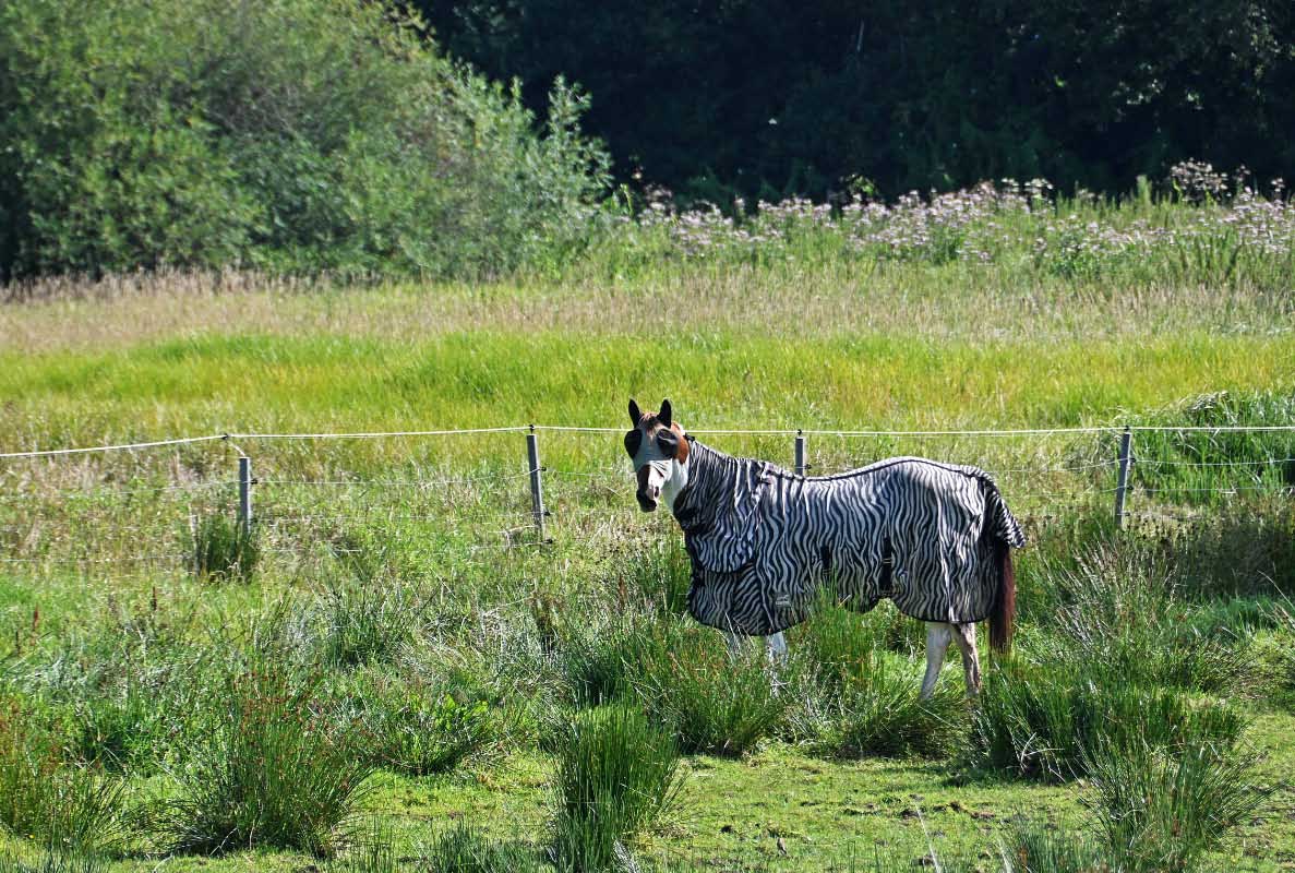 Heide-Zebra.jpg