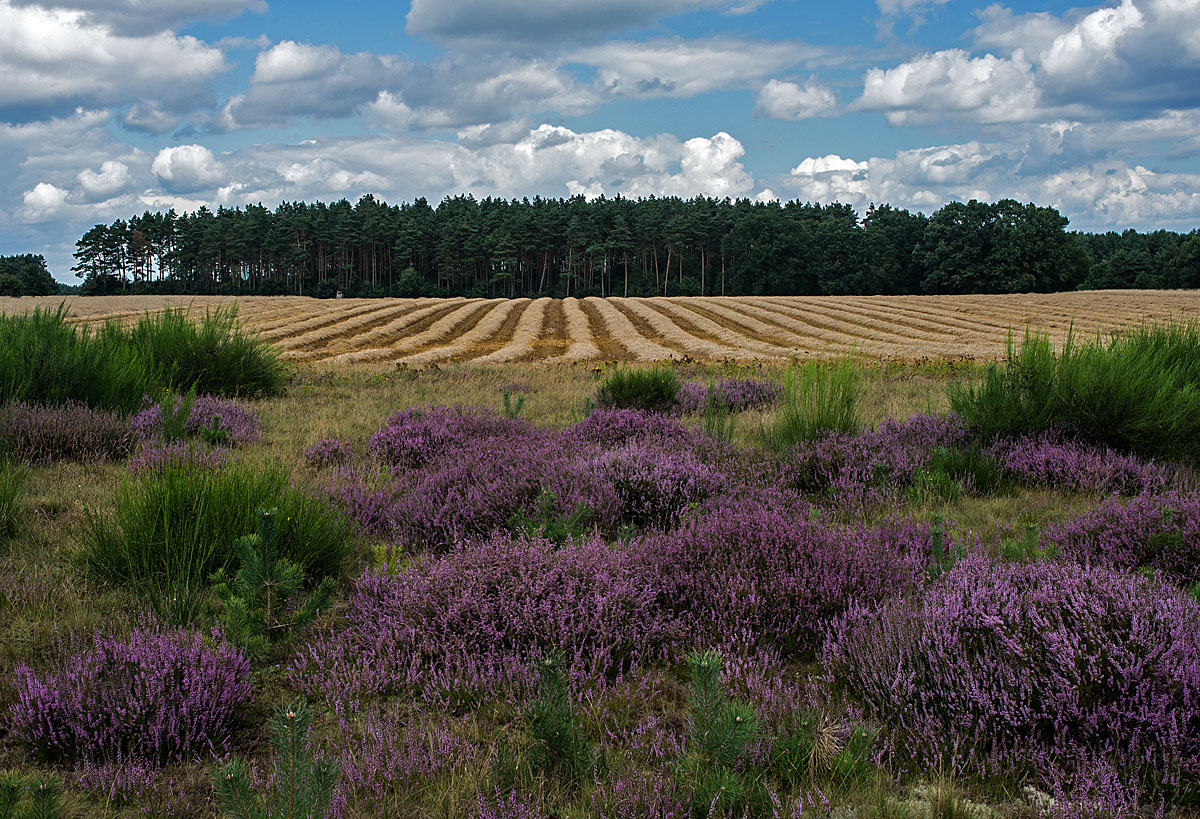 Heide
