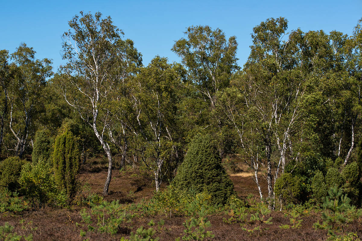 Heide