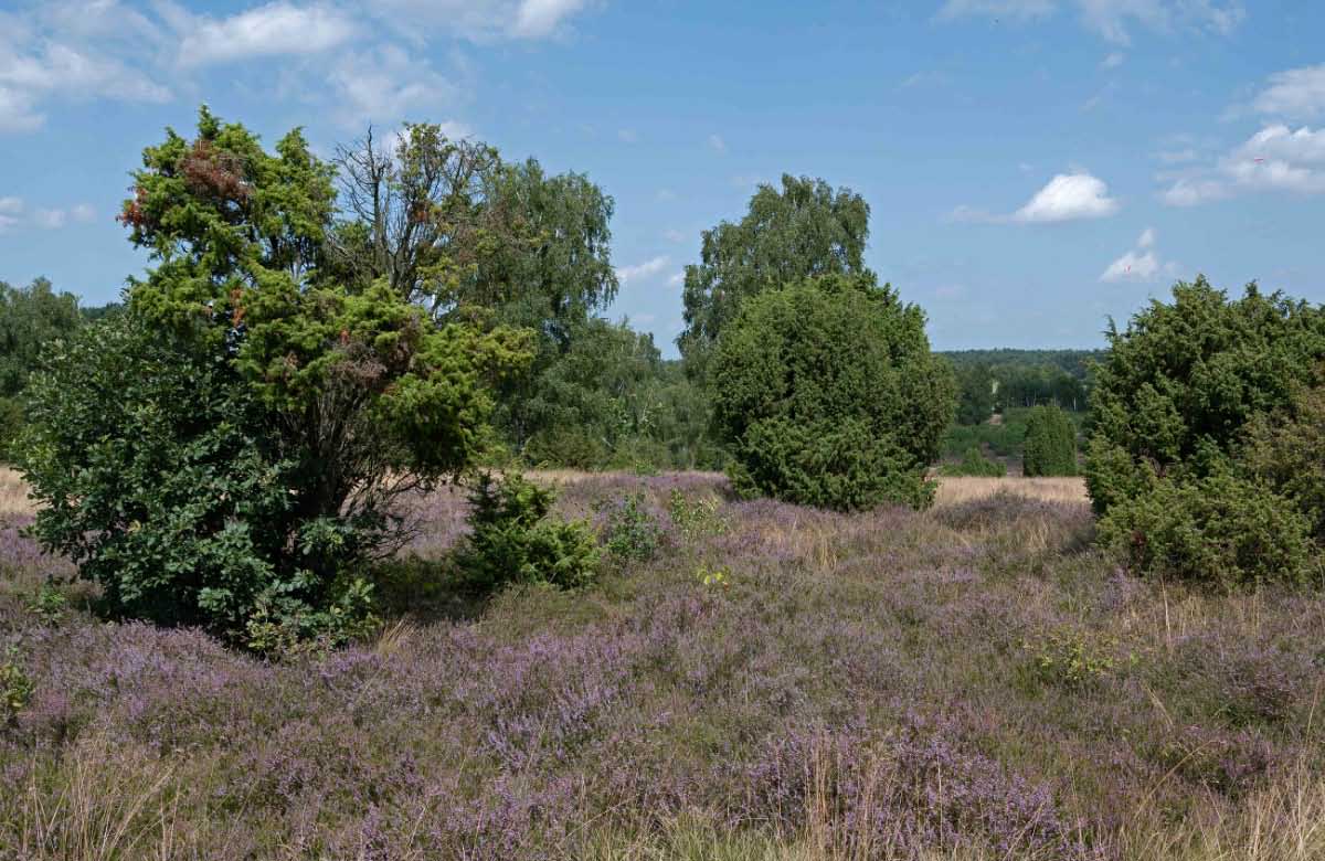 Heideblüte 2.jpg