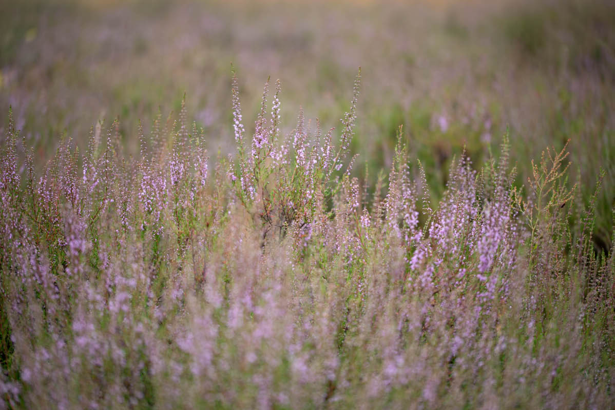 Heideblüte 24 -1.jpg