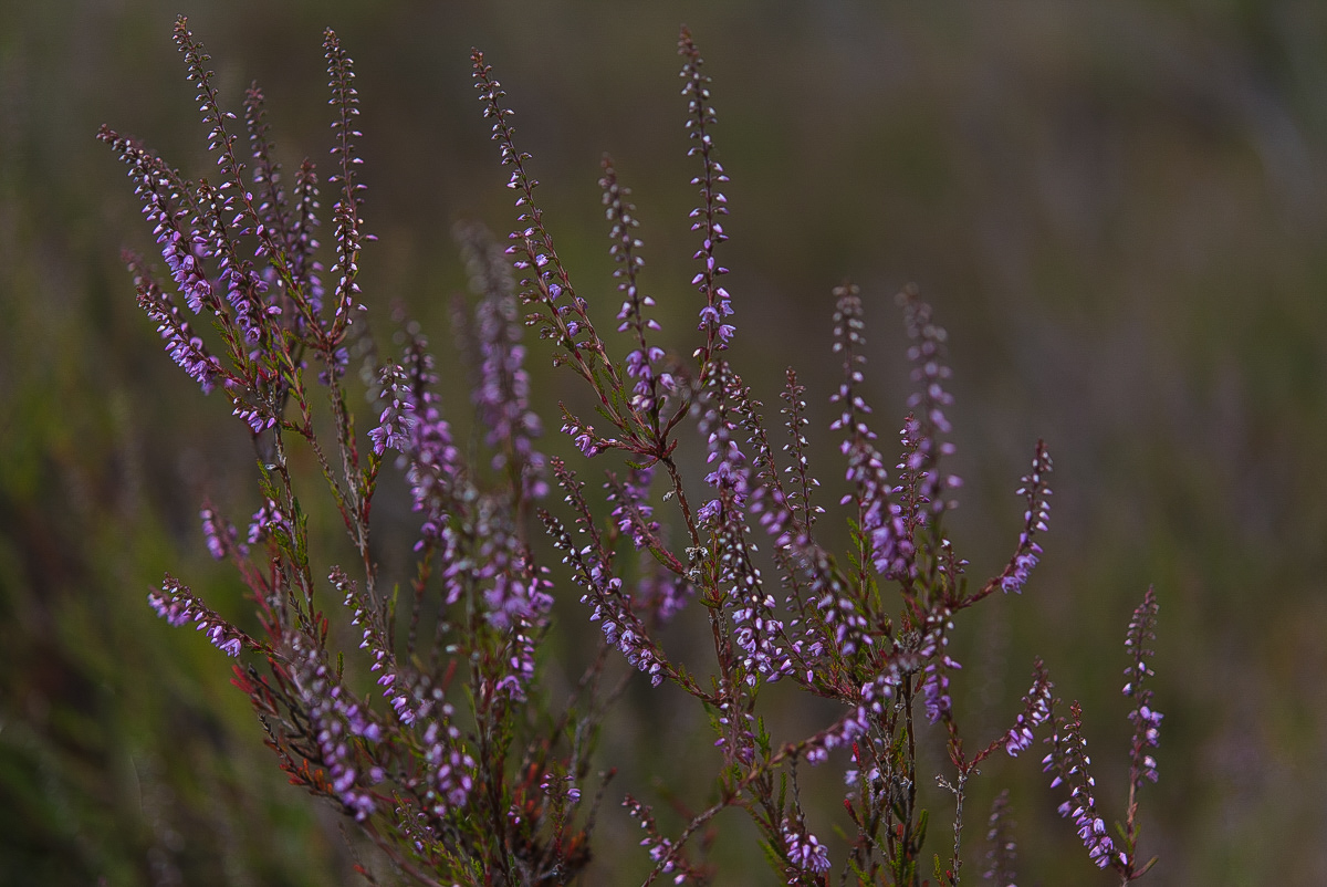 Heideblüte 3 (1 von 1).JPG