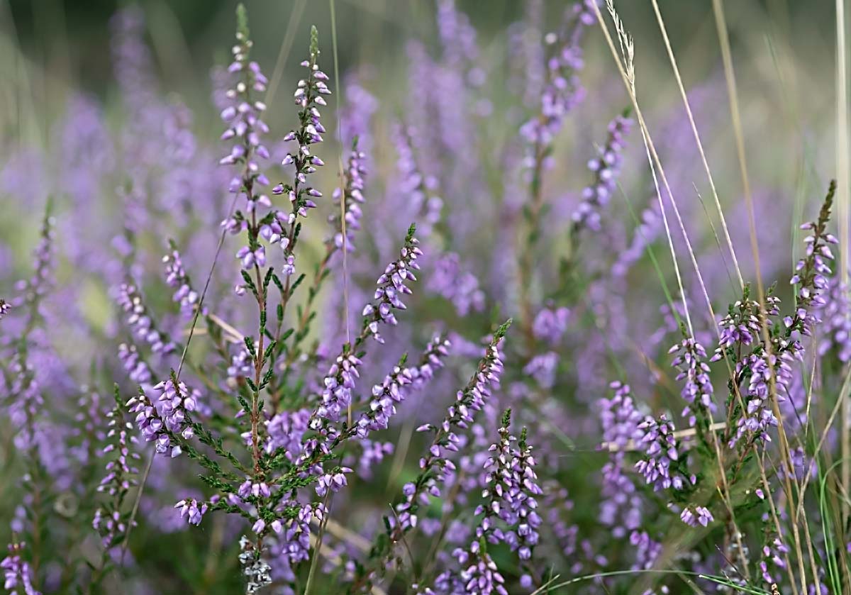 Heideblüte 4.jpg