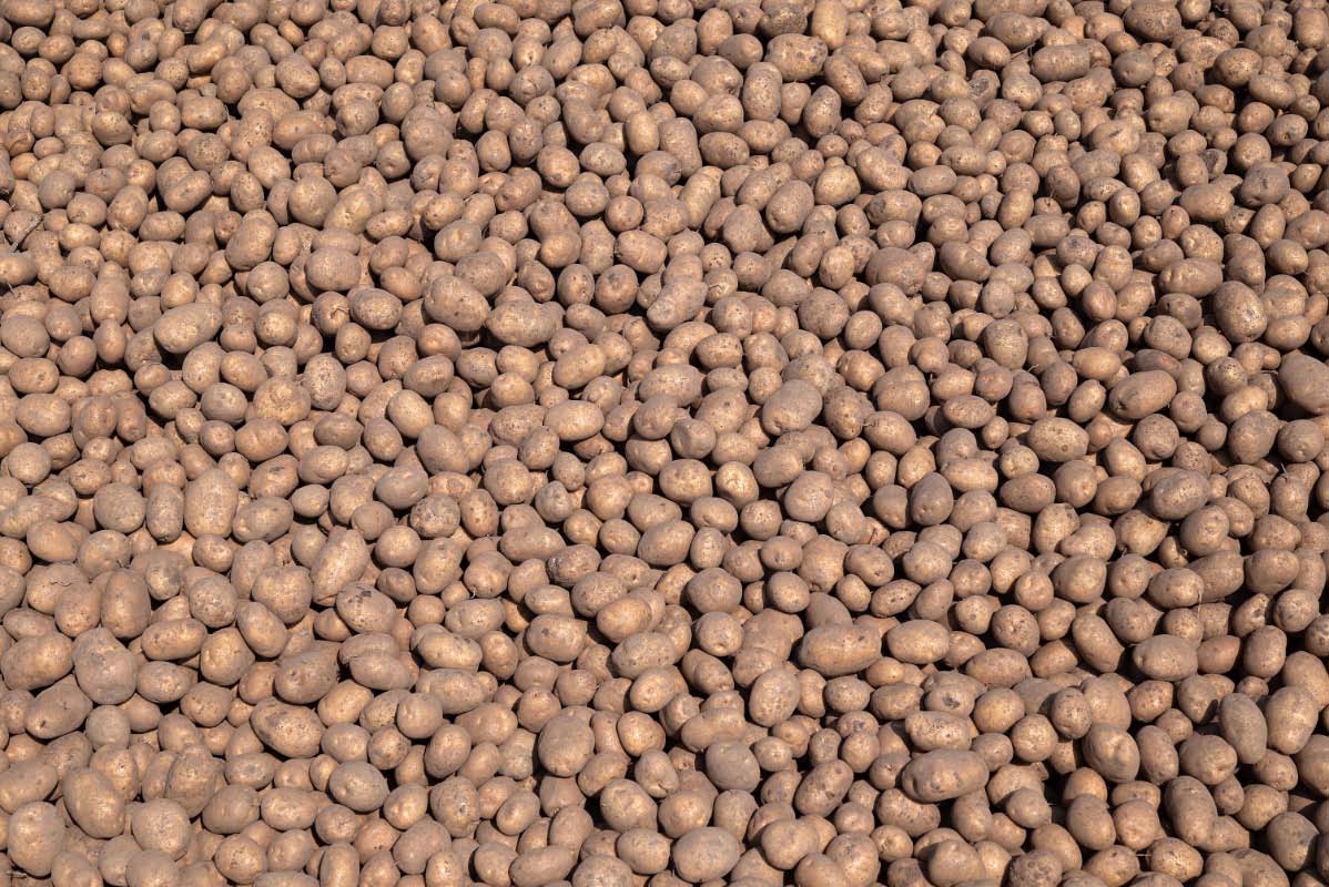 Heidegold 1.jpg