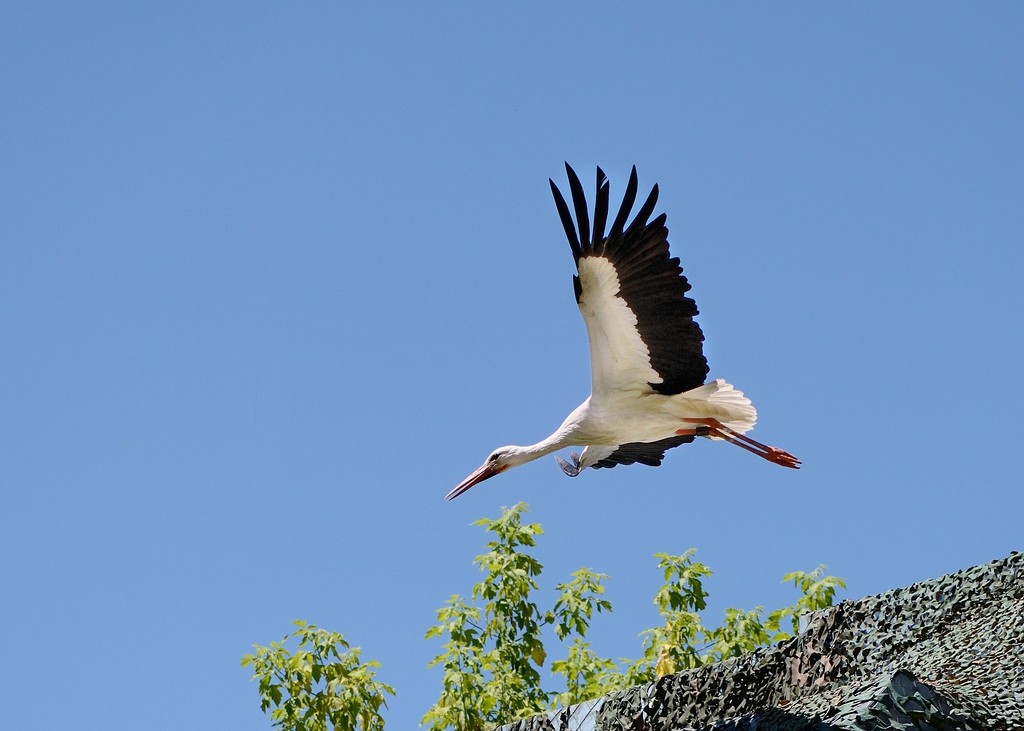 Heidelberger Zoo 005