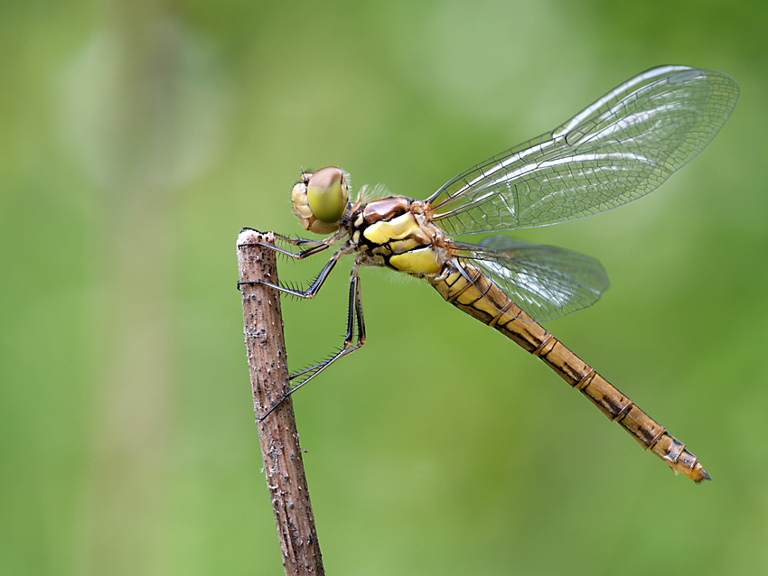 Heidelibelle 2012 07 16 00