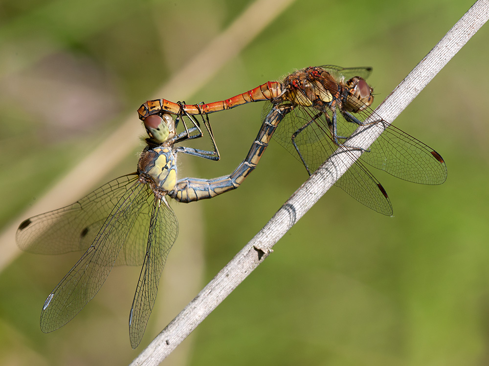Heidelibelle Gemeine 2013 08 29 01