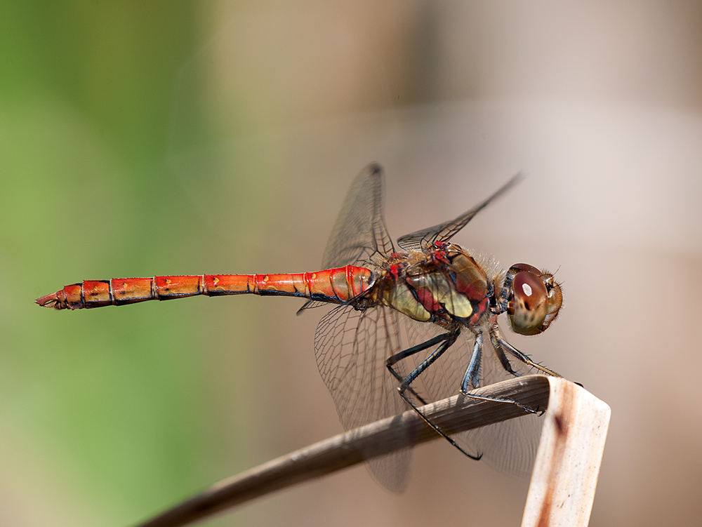 Heidelibelle Große 2014 08 10 00