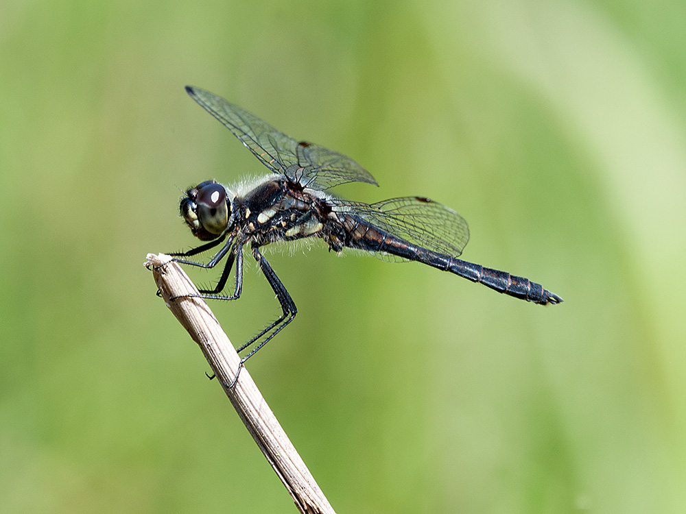 Heidelibelle Schwarze 2014 08 10 01