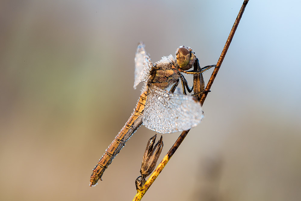 Heidelibelle