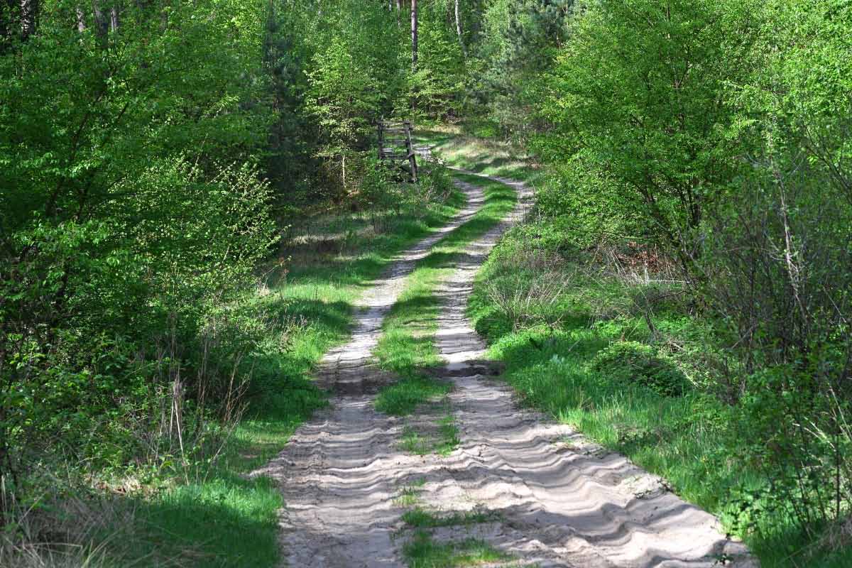 Heideweg im Frühling.jpg