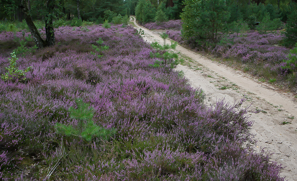 Heideweg.jpg