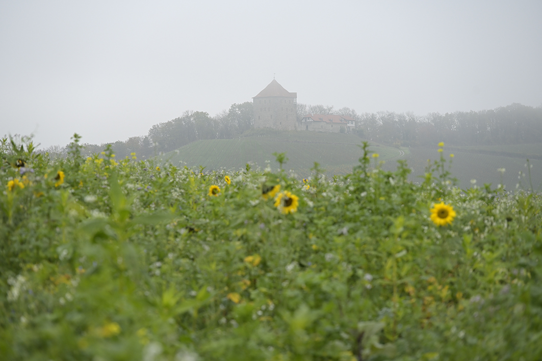 Helfenberg_Zf_DSC0078_12x18x150.jpg