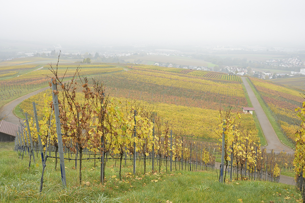 Helfenberg_Zf_DSC0085_12x18x150.jpg