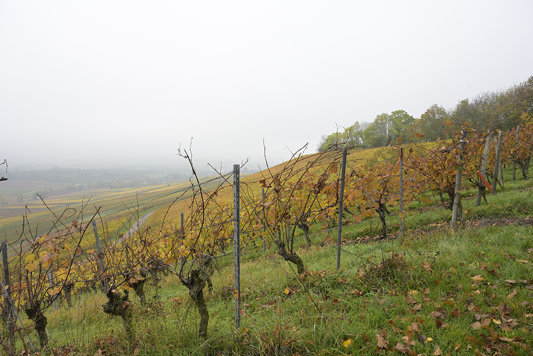 Helfenberg_Zf_DSC0088_12x18x150.jpg