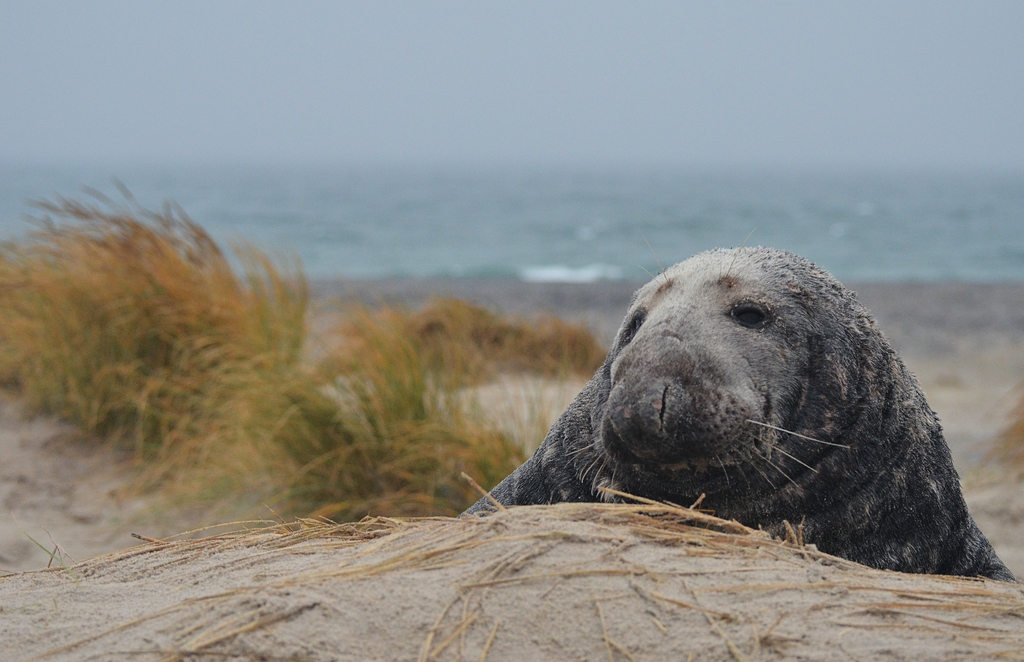 Helgoland 1 0167
Portrait III