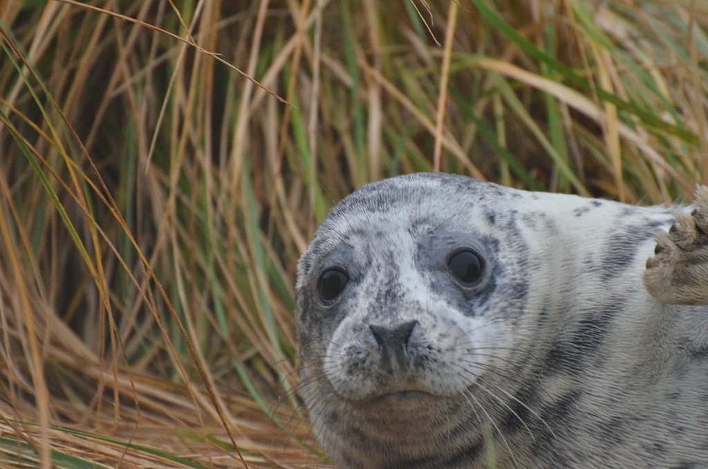 Helgoland 1 0173
Portrait I 
durch´s Fenster