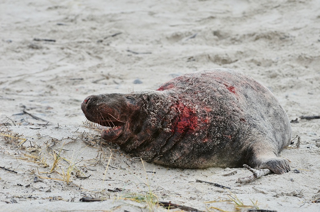 Helgoland 2 0112
Komm bloß nicht wieder! Ich hab jetzt einen Knüppel!