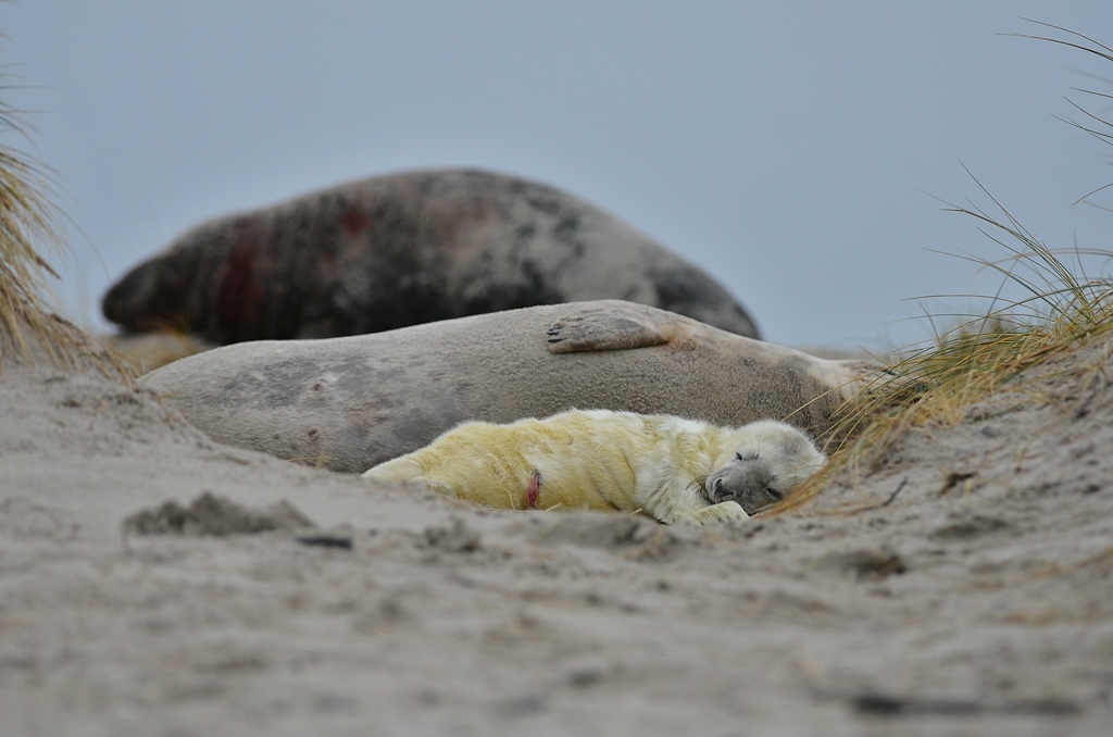Helgoland 2 0280