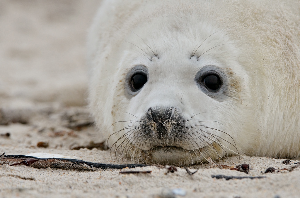 Helgoland 2 0676
Portrait VI