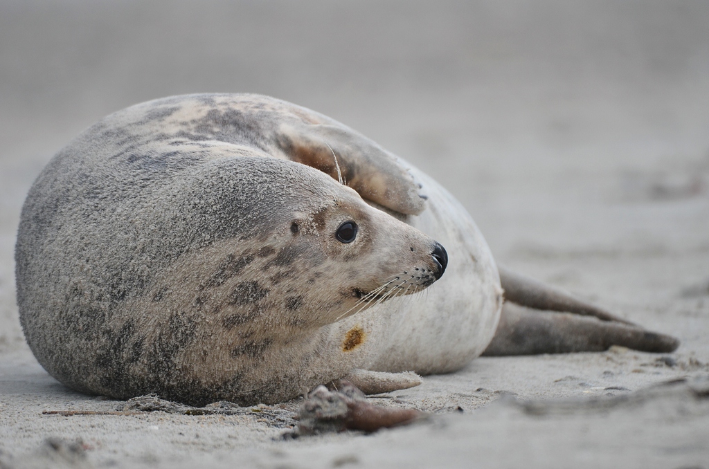Helgoland 2 0828
Singles I