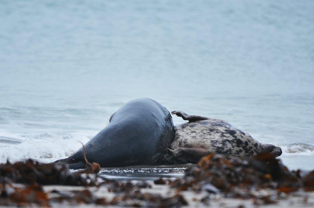 Helgoland 2 1236
Kleine Romanze am Strand III
