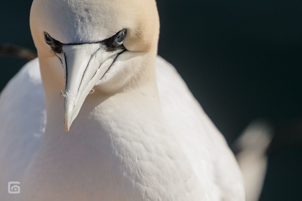 helgoland 20120414 4630