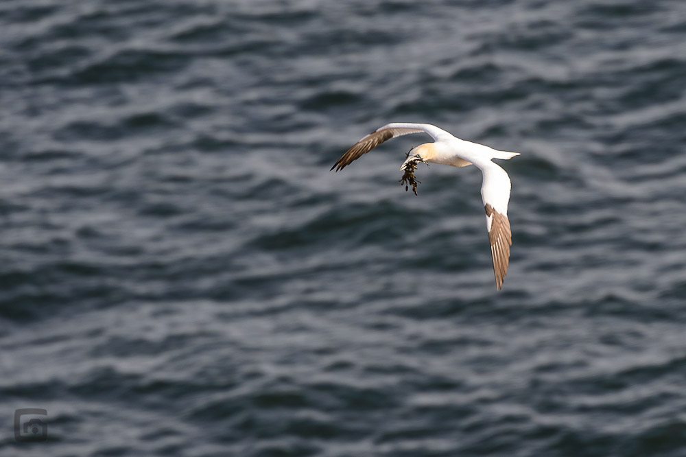 helgoland 20120414 4977