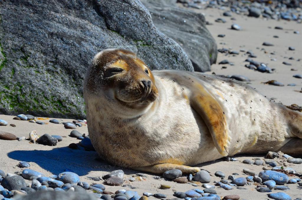 Helgoland (24)