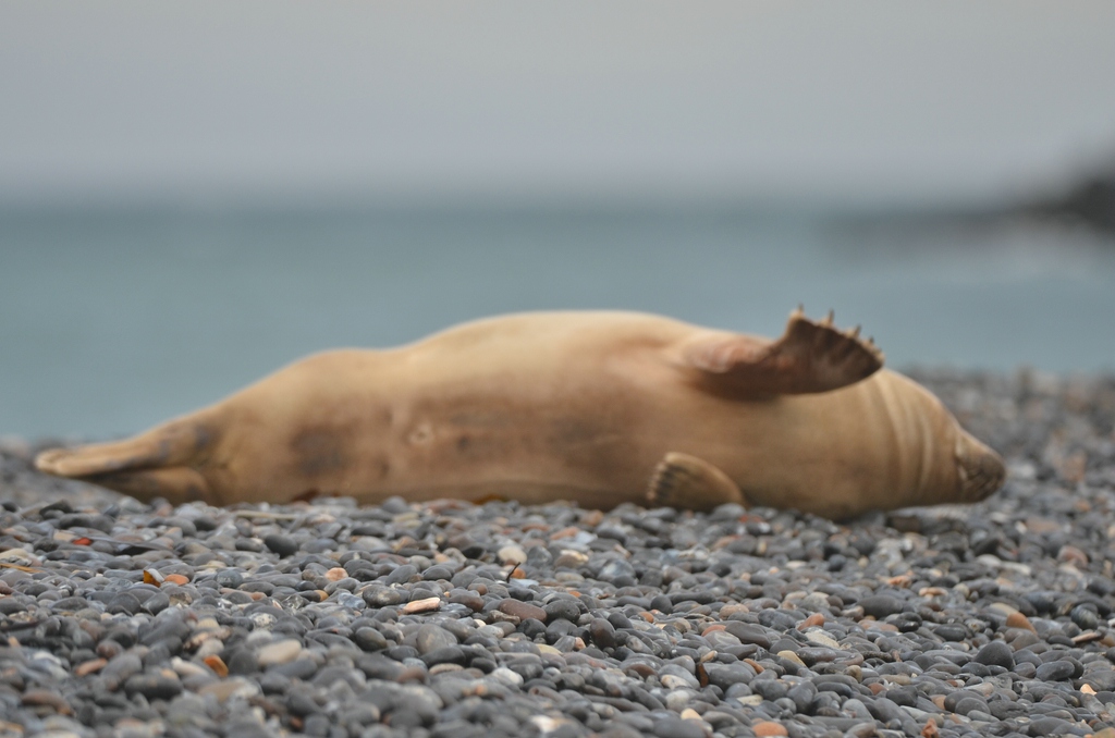 Helgoland 3 0435 
Keine Fotos, bitte!