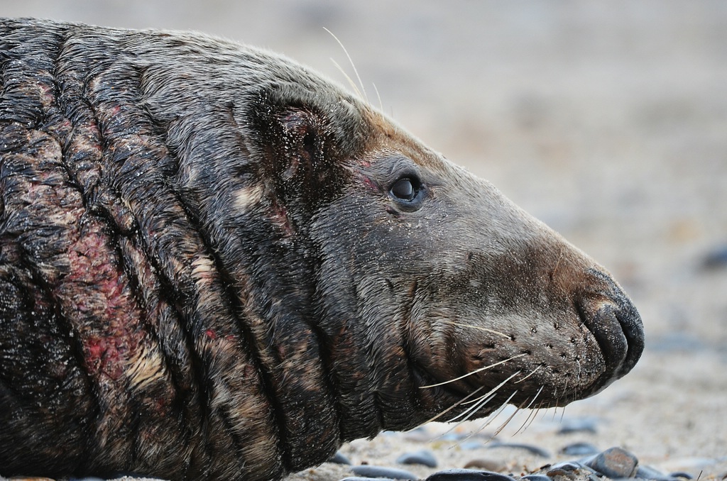 Helgoland 3 0518
Portrait IV