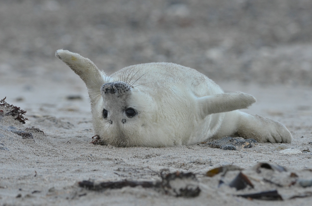 Helgoland 3 1300