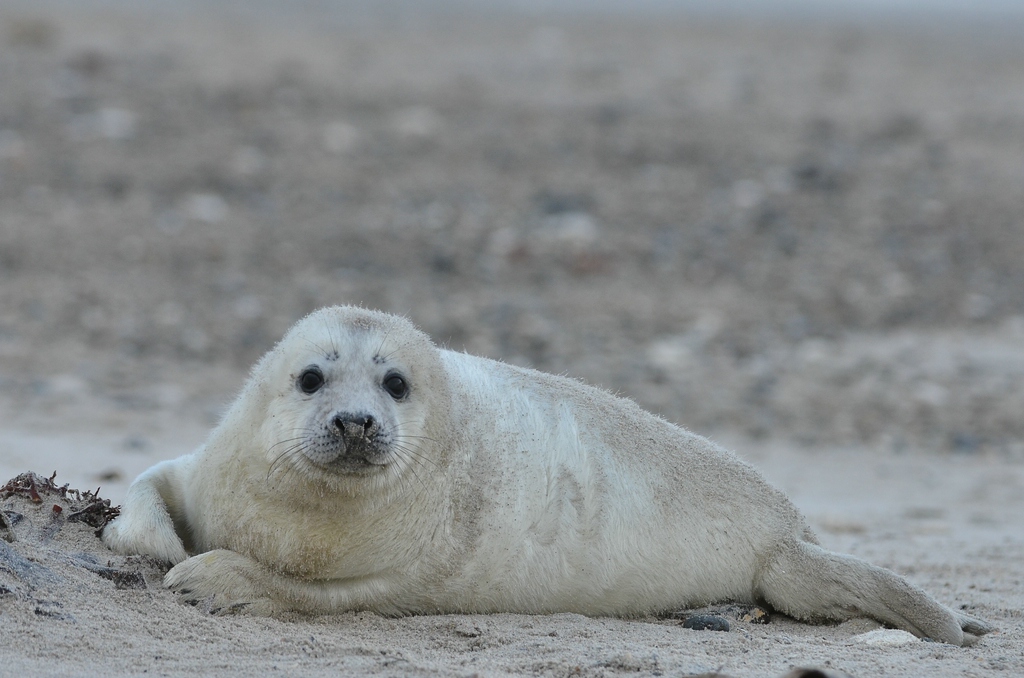 Helgoland 3 1330