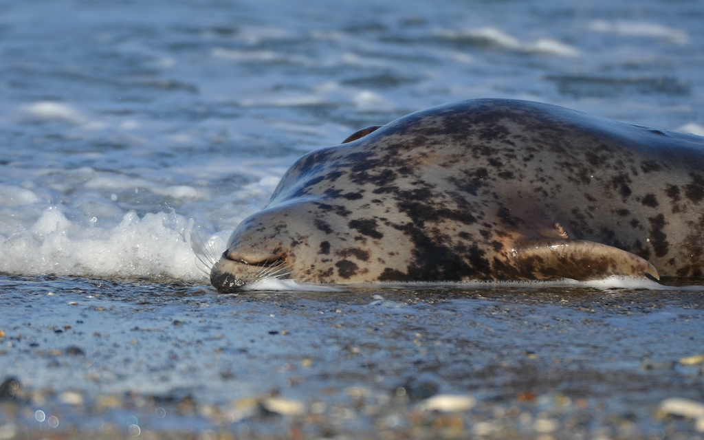 Helgoland 4 0482
Singles VI