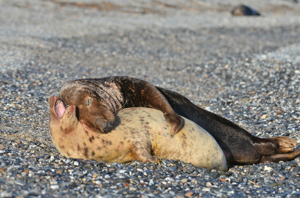 Helgoland 4 0587
Mama und Papa V