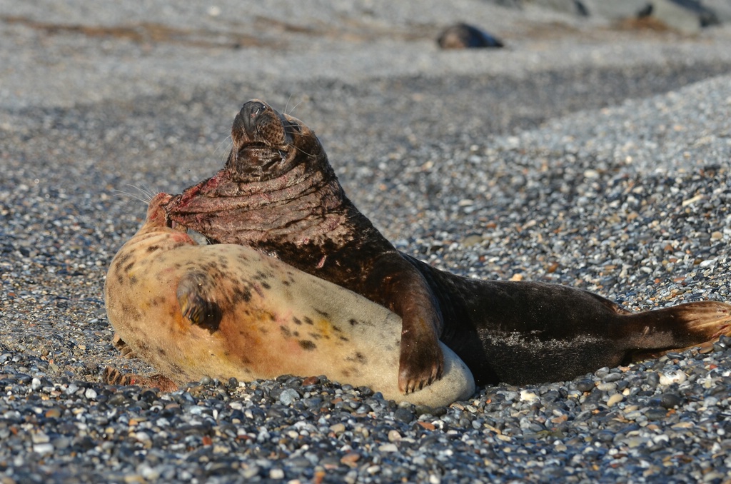 Helgoland 4 0660 
Mama und Papa IV
Ey, mach weiter!