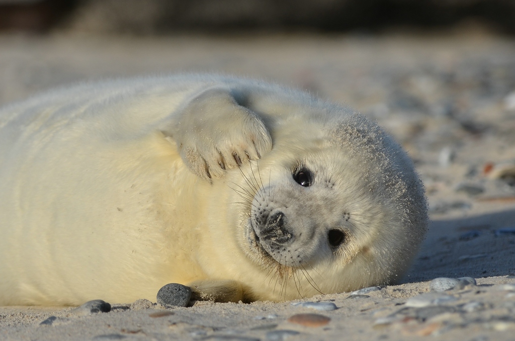 Helgoland 4 0776