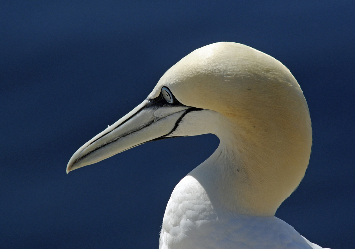 helgoland_basstoelpel_4.jpg
