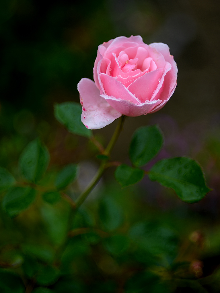 Helios 44M