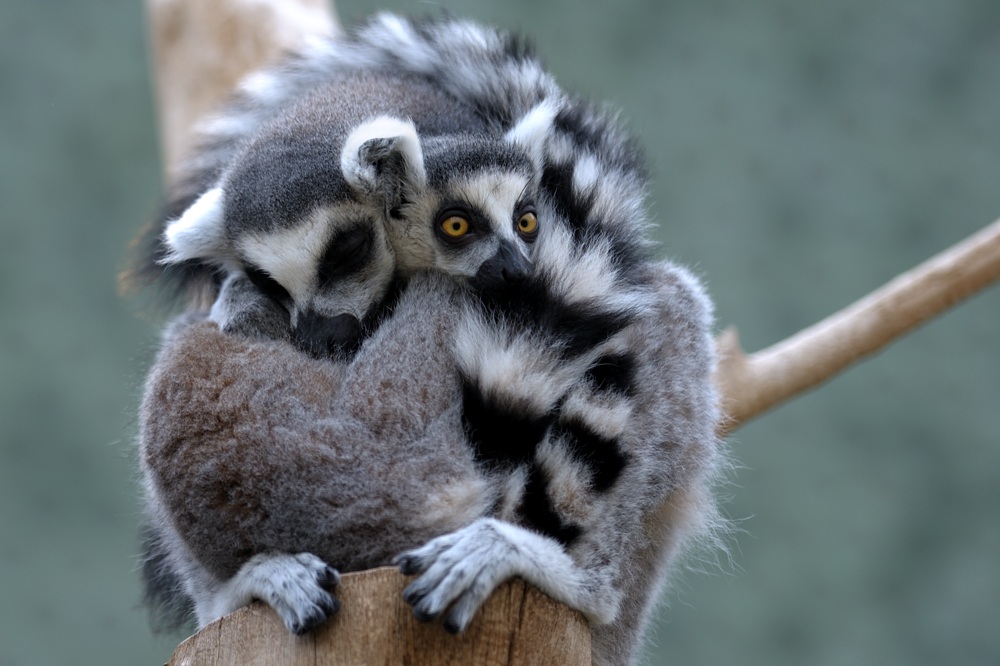Hellabrunn