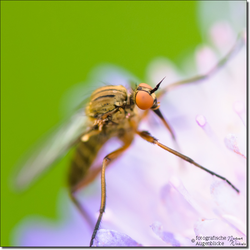 helle tanzfliege - light dance fly - empis livida 1513
