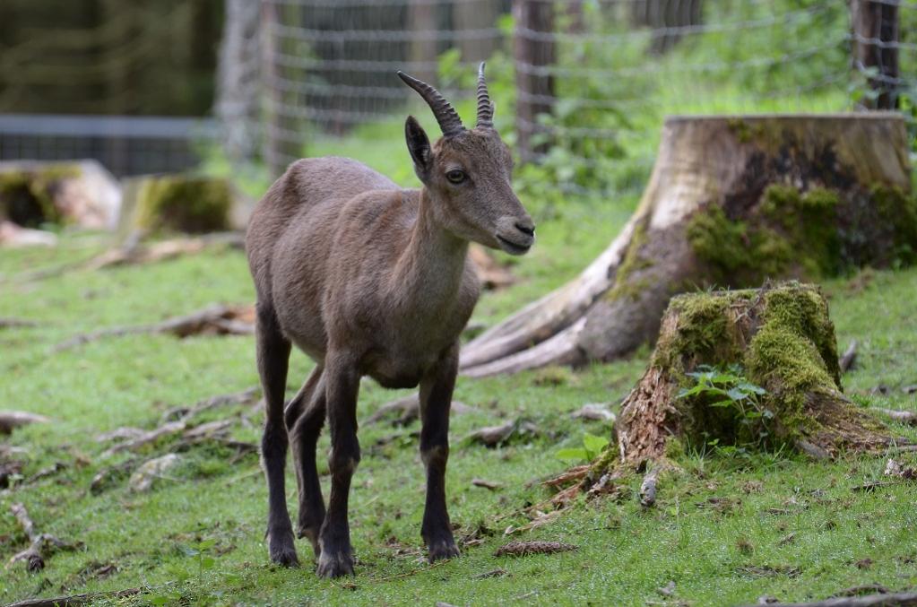Hellenthal Wildg 2012 07 02 290