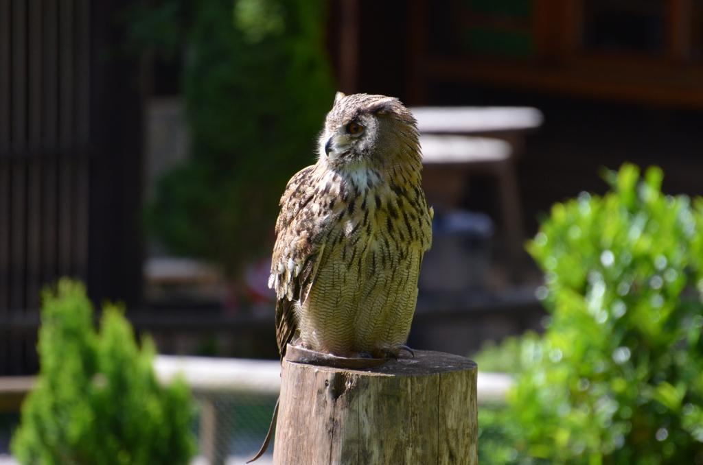 Hellenthal Wildg 2012 07 02 337